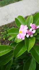 Pereskia