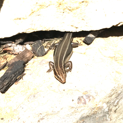 Plestiodon fasciatus