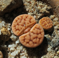Lithops