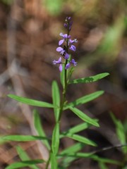 Polygala polygama