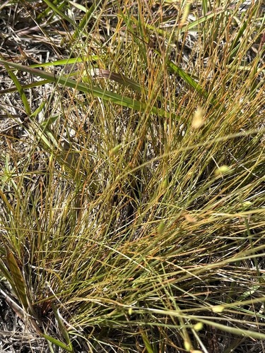 Abildgaardia ovata, photograph 5