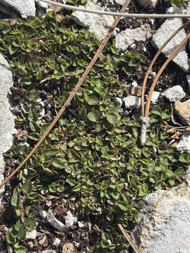 Acalypha chamaedrifolia, photograph 4