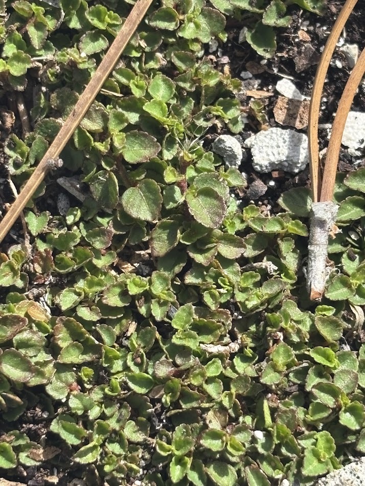 Acalypha chamaedrifolia (Lam.) Müll.Arg. 4