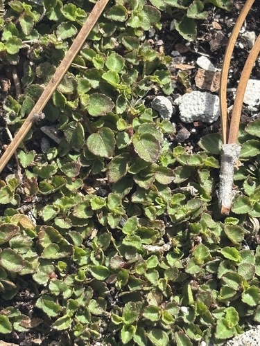Acalypha chamaedrifolia, photograph 3