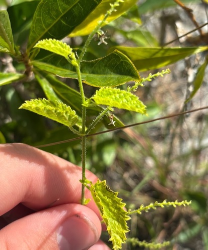 Tragia saxicola, photograph 5