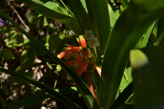Clivia robusta