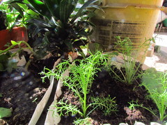 Matricaria