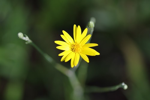 (linked from Pityopsis graminifolia) Pityopsis image