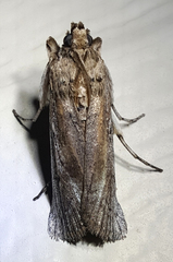 Melitara subumbrella