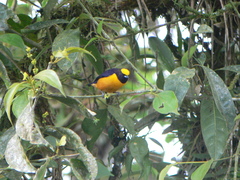 Euphonia saturata