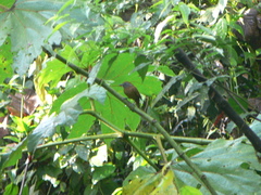 Thamnophilus unicolor