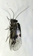 Hyalopsocus striatus