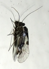 Hyalopsocus striatus