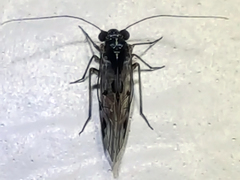 Hyalopsocus striatus