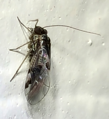 Hyalopsocus striatus