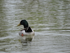 Anas platyrhynchos