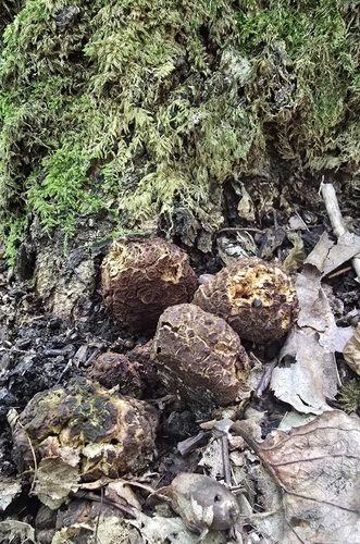 Truffle Gall Wasp