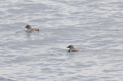 Cassin's Auklet (Ptychoramphus aleuticus), photo 5