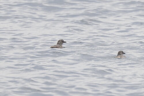 Cassin's Auklet (Ptychoramphus aleuticus), photo 6