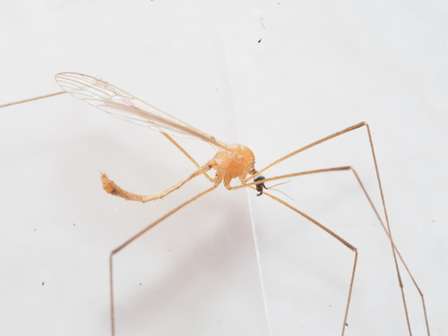 Euphylidorea aperta