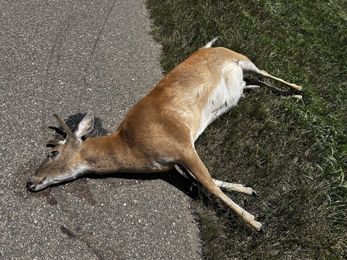 White-tailed Deer