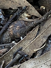 Leptogenys falcigera