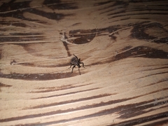 Otiorhynchus sulcatus