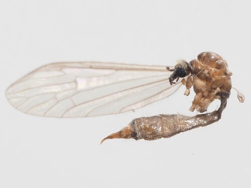 Paradelphomyia senilis