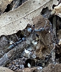 Leptogenys falcigera