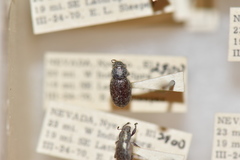 Miloderes mercuryensis