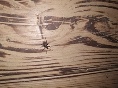 Otiorhynchus sulcatus