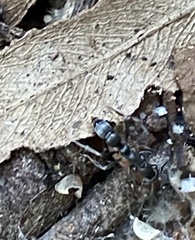 Leptogenys falcigera