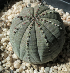 Euphorbia obesa