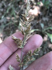 Poa arachnifera