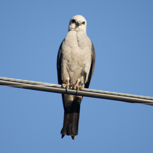 Mississippi Kite