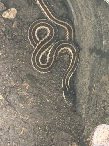 Common Garter Snake