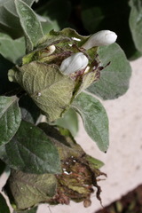 Barleria albostellata