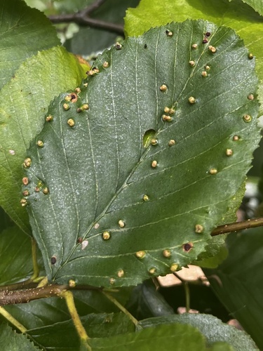 Alder Leaf Gall Mite seen in Sonoma Valley
