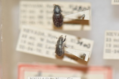 Miloderes mercuryensis