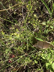 Scutellaria havanensis