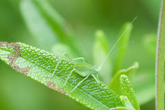 Platylyra californica