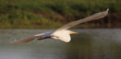 Ardea alba