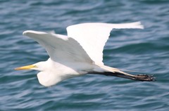 Ardea alba