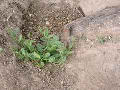 Convolvulus arvensis