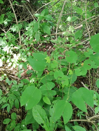Bauhinia ungulata observed 2026-07-12