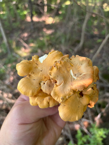 iNaturalist observation photo of chanterelles