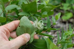 Clematis albicoma