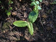 Scoliopus bigelovii