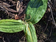 Scoliopus bigelovii, photograph (c) Alexander Wentworth, some rights reserved (CC BY)