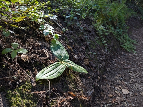 Scoliopus bigelovii, photograph 2